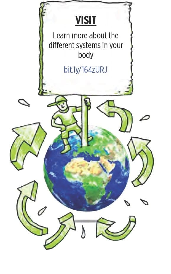 Organisation of cells in macroscopic organisms