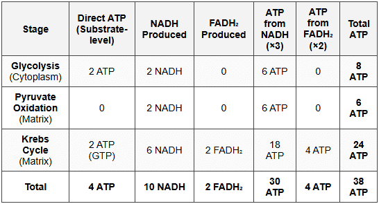 6.1 ATP Calculation