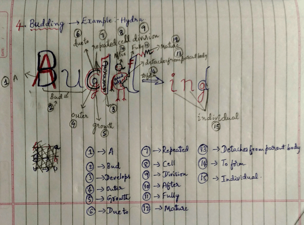 Overview of Asexual reproduction with amazing codes and tricks to remember the concept. - Class 10