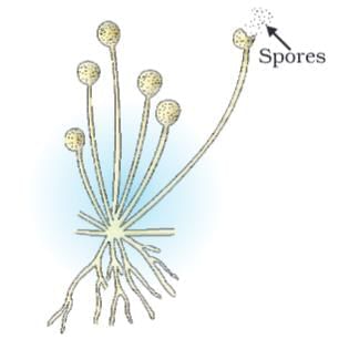 Cheat Sheet: How do Organisms Reproduce | Science Class 10
