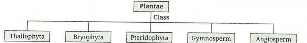 6.4 Kingdom Plantae - Multicellular, Autotrophic Eukaryotes with a Cell Wall