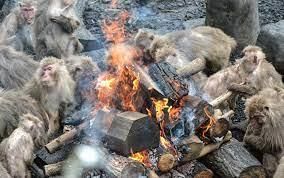 Invention of Fire - 1 Class 2 Worksheet SST