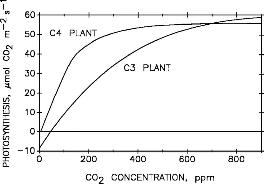 2.4.2 Differential Response of C₃ and C₄ Plants