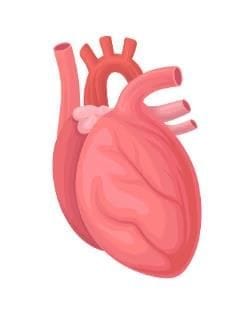 Heart