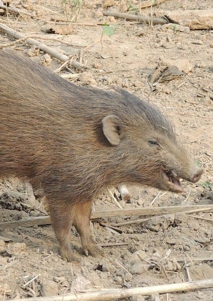 Pygmy Hog