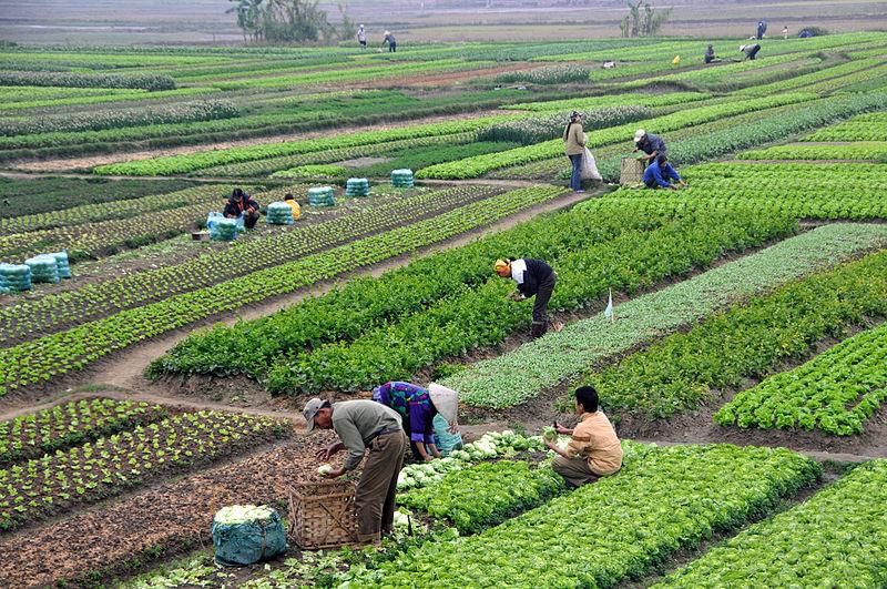 Agriculture Chapter Notes | Social Studies Class 5 ICSE