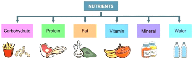 What are the Components of Food?