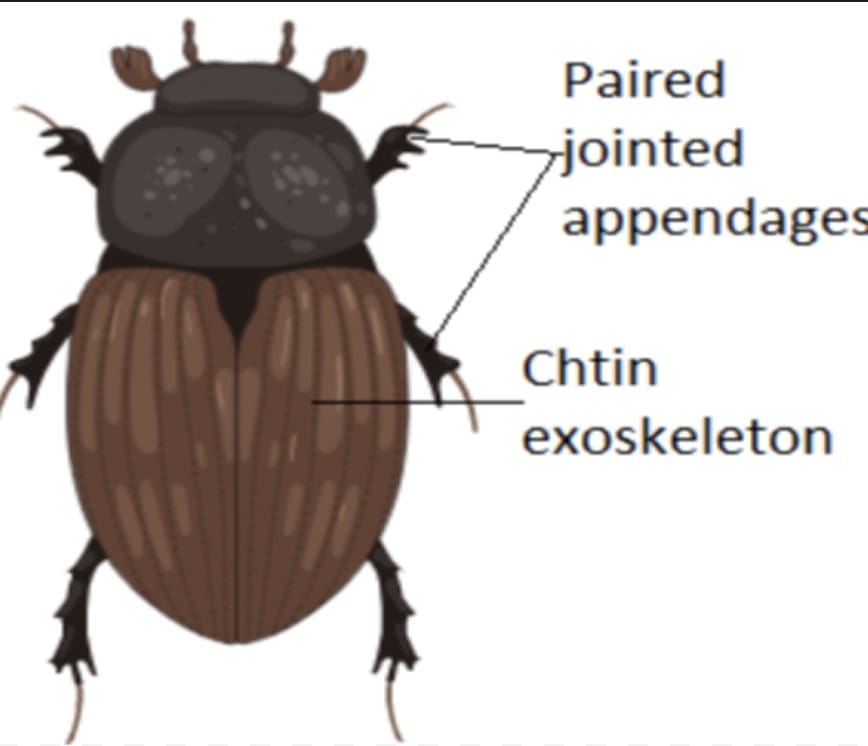 Arthropoda-Jointed appendages and an external skeleton
