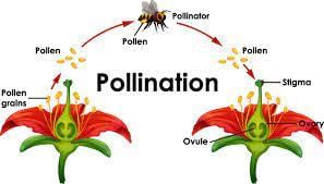 Modes of Reproduction | Agriculture Optional for UPSC