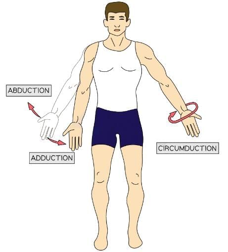 The Structure & Functions of the Musculoskeletal System | Physical Education for GCSE/IGCSE - Year 11