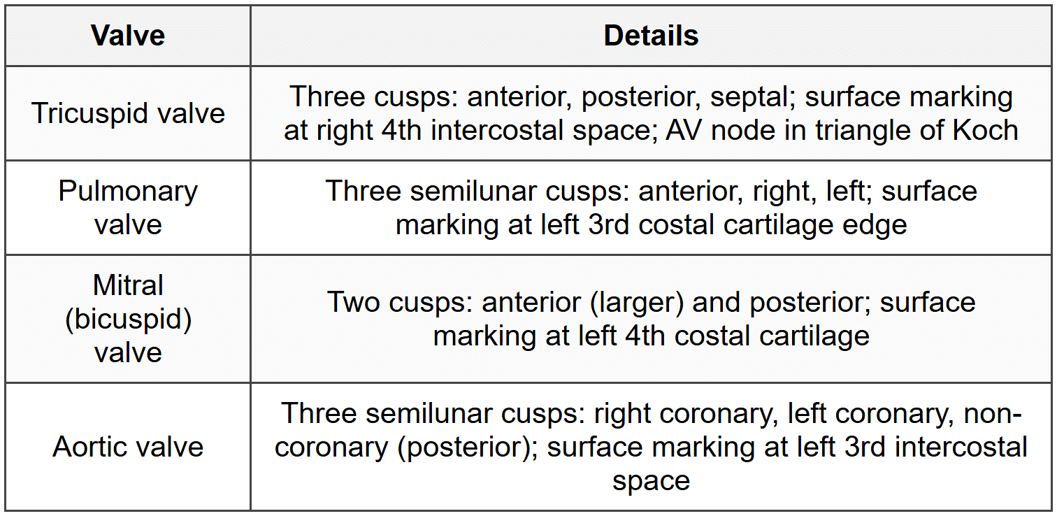 3.4 Heart Valves