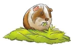 Summary: The Guinea Pig | English Class 3 ICSE