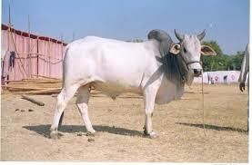 Cattle Breeds of Rajasthan | RPSC Preparation: All subjects - RPSC RAS (Rajasthan)