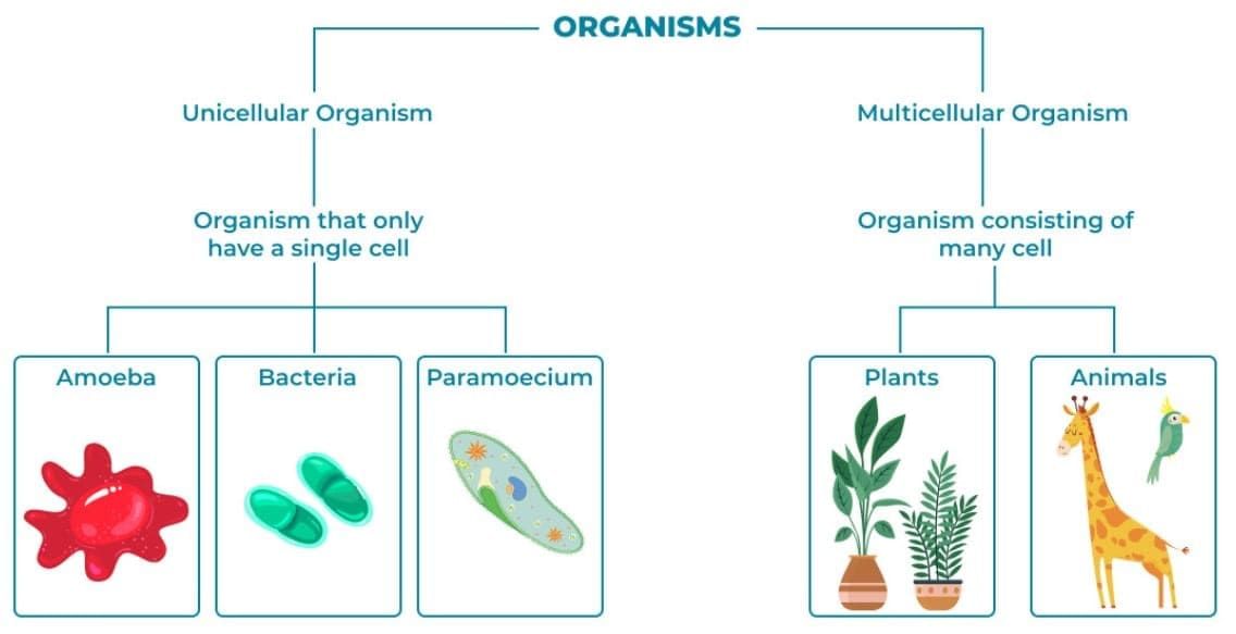 The Invisible Living World: Beyond Our Naked Eye Chapter Notes | Science Curiosity Class 8 - New NCERT