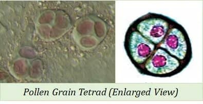 3. Formation of a Pollen Grain (Microsporogenesis)
