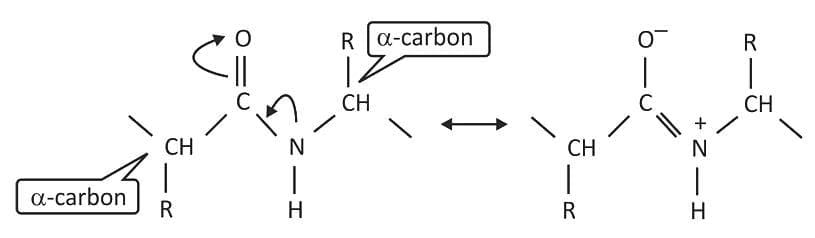 Cis And Trans Peptide Bonds