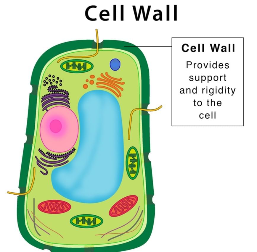 The Fundamental Unit of Life Class 9 Notes Science Chapter 5