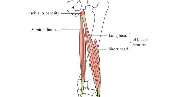 Lower Limb - 2 Chapter Notes | Anatomy - NEET PG