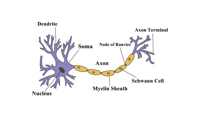 With the help of a suitable diagram describe the structure of a neuron.