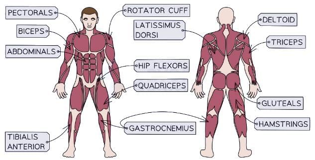The Structure & Functions of the Musculoskeletal System | Physical Education for GCSE/IGCSE - Year 11