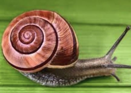 Mollusca-Organ system level organisation with soft bodies