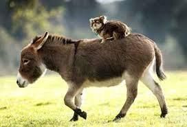The Donkey Class 4 Worksheet English