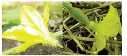 Cucurbit Plant