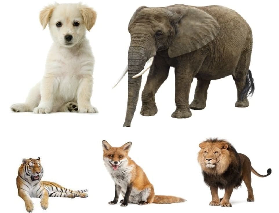 Animal Life Class 5 Notes Science