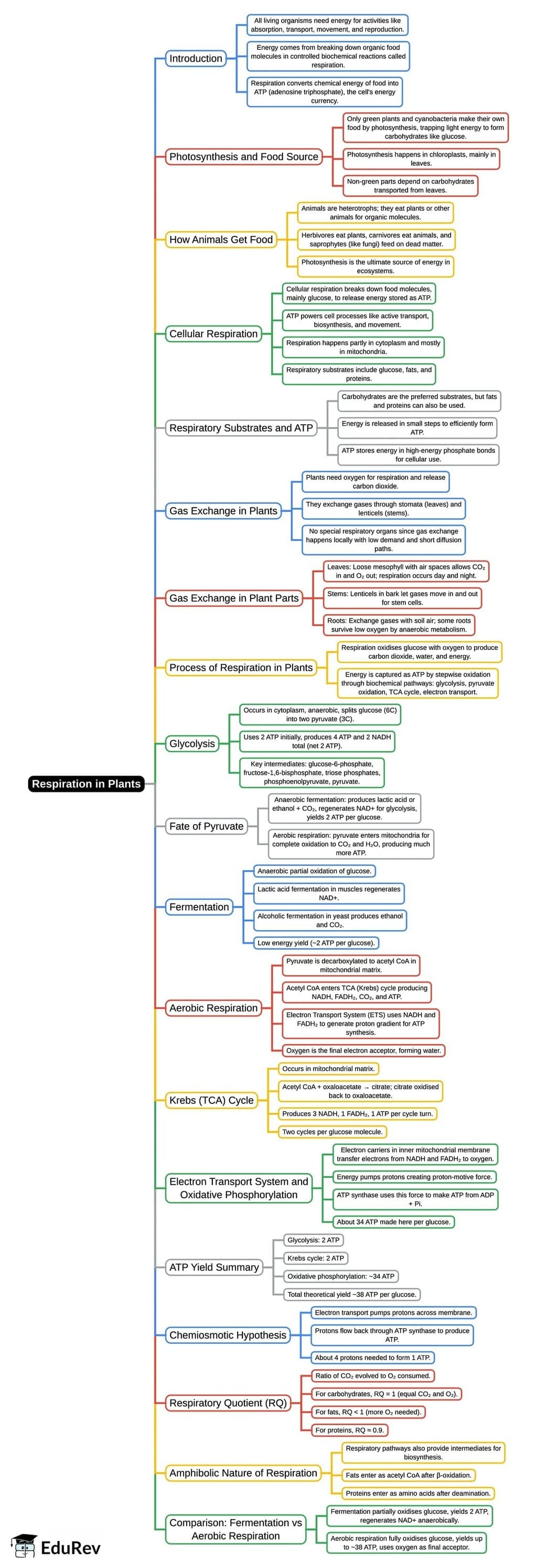 Mind Map: Respiration in Plants