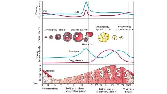 Menstrual Cycle and Hormonal Regulation