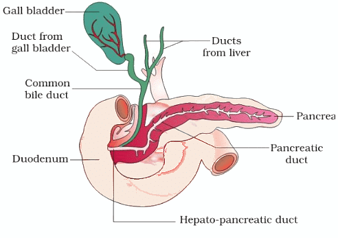 Human Digestive System | Famous Books for UPSC Exam (Summary & Tests)