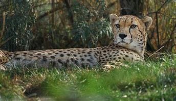 Northeast African Cheetah