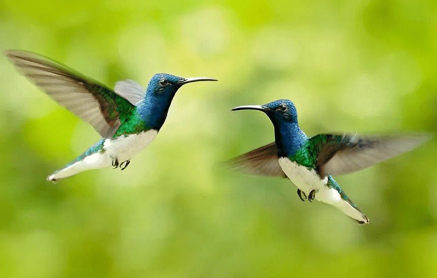 Environment & Ecology - 1 | Current Affairs & Hindu Analysis: Daily, Weekly & Monthly - UPSC