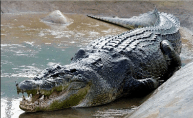 5. Saltwater Crocodile 