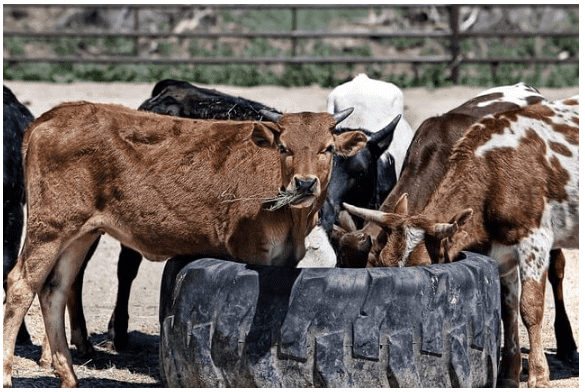जानवरों के लिए राष्ट्रीय आपदा योजना | आंतरिक सुरक्षा और आपदा प्रबंधन for UPSC CSE in Hindi