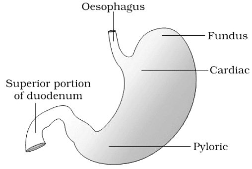 Human Digestive System | Famous Books for UPSC Exam (Summary & Tests)