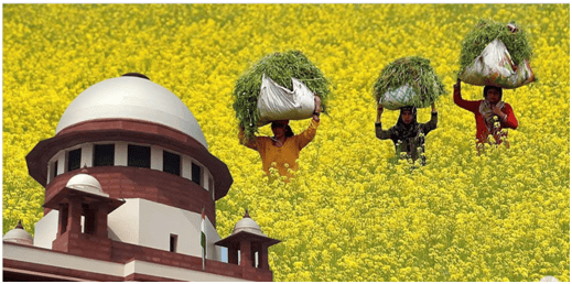 The Supreme Court`s Decision in Allowing GM Mustard