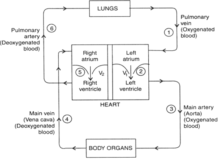 Circulatory System | Famous Books for UPSC Exam (Summary & Tests)