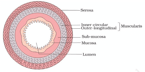 Human Digestive System | Famous Books for UPSC Exam (Summary & Tests)