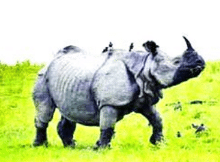 2. Greater One-Horned Rhino 