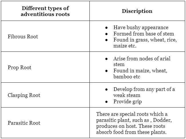 Plants Morphology | Famous Books for UPSC Exam (Summary & Tests)