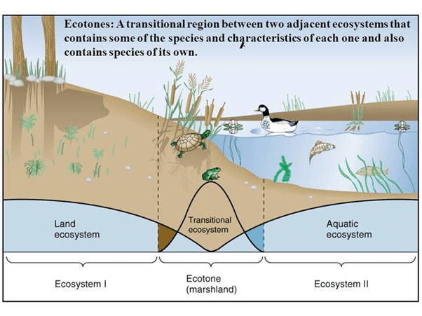 Ecology - 2 | Environment for UPSC CSE