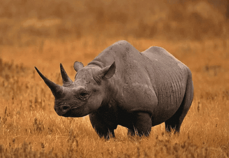 Environment and Ecology - 5 | Current Affairs & Hindu Analysis: Daily, Weekly & Monthly - UPSC