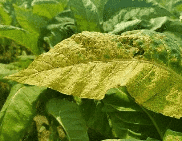 Plant Diseases | Famous Books for UPSC Exam (Summary & Tests)