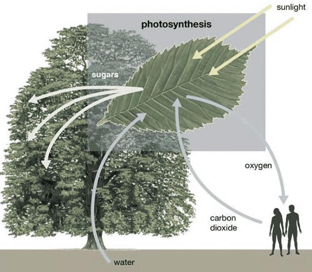 Photosynthesis | Famous Books for UPSC Exam (Summary & Tests)