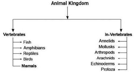 Indian Biodiversity Diverse Landscape | Environment for UPSC CSE