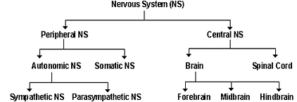 Nervous System | Famous Books for UPSC Exam (Summary & Tests)