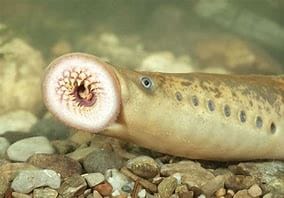 Lamprey Fish