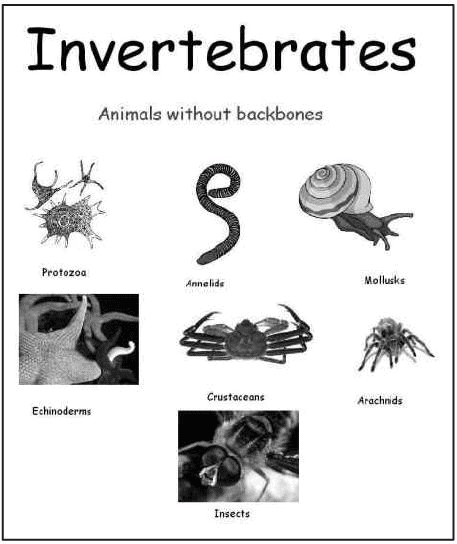 Indian Biodiversity Diverse Landscape | Environment for UPSC CSE