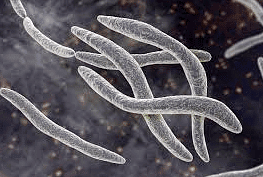 Fusobacterium Nucleatum 